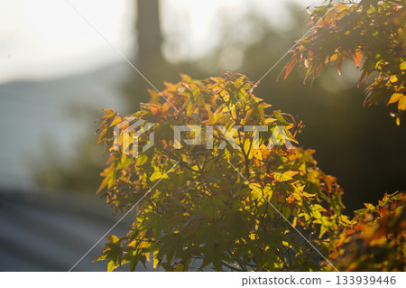 Maple trees in Ohara Village, Kyoto, are beginning to turn red. Maple trees in Ohara Village, Kyoto, are beginning to turn red. 133939446
