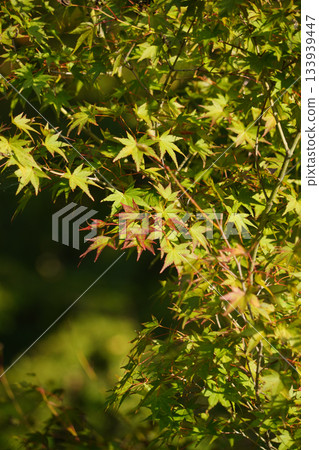 京都大原村的楓樹開始變紅了。 133939447