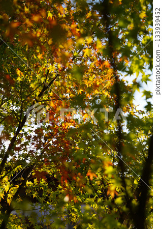 Maple trees in Ohara Village, Kyoto, are beginning to turn red. Maple trees in Ohara Village, Kyoto, are beginning to turn red. 133939452