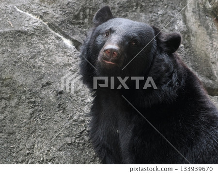 亞洲黑熊 133939670