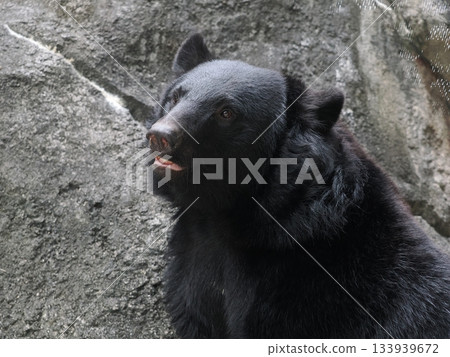 Asian black bears 133939672
