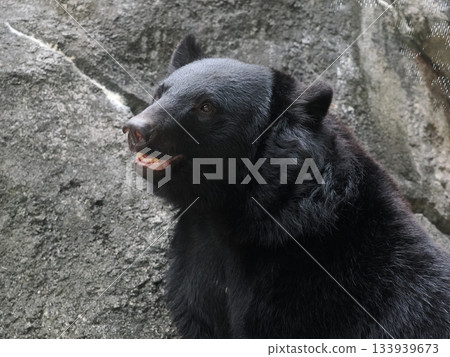 Asian black bears 133939673