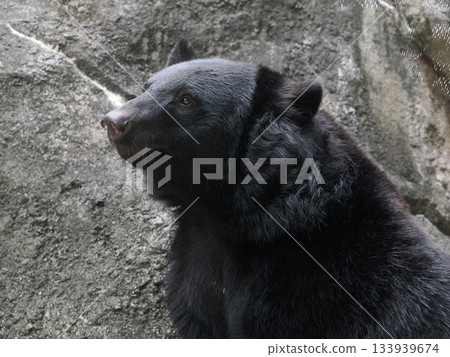 亞洲黑熊 133939674
