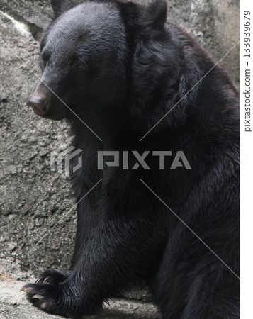 亞洲黑熊 133939679