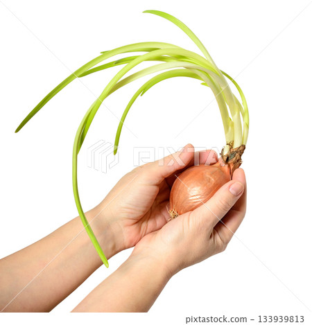 Old sprouted onion with long green feathers and roots in a both woman's hands white background 133939813