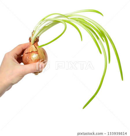 Old sprouted onion with long green feathers and roots in a woman's left hand white background Old sprouted onion with long green feathers and roots in a woman's left hand white background 133939814