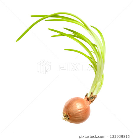 Old sprouted forgotten onion with long green feathers and roots white background 133939815