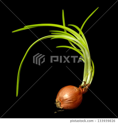 Old sprouted forgotten onion with long green feathers and crumbling roots black background 133939816