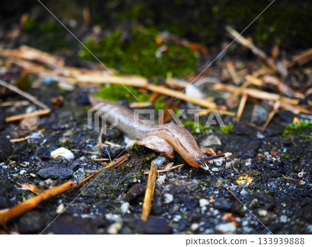 Slug Slug 133939888
