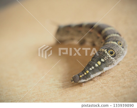 Caterpillar meat larva 133939890