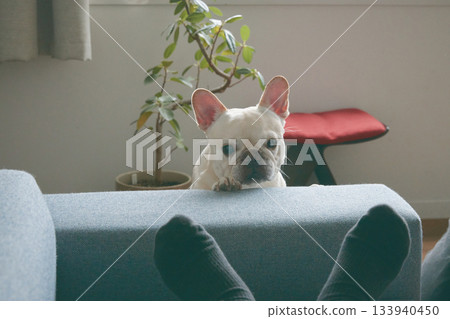 狗狗從沙發縫探出頭來 133940450