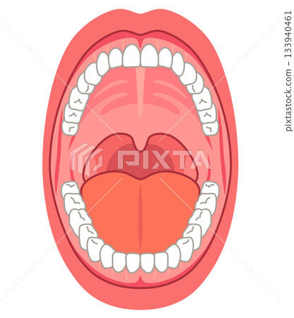 口腔內部：口腔結構 133940461