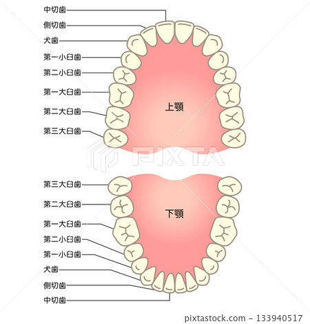 牙齒的名稱：牙列 133940517