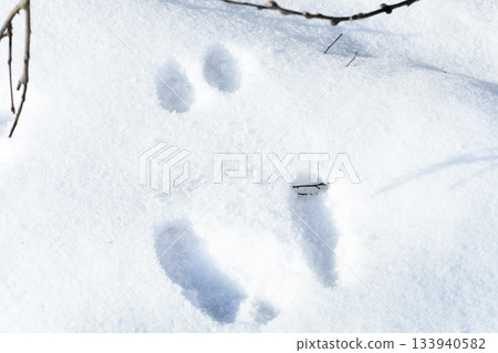 Fresh Snowshoe Hare Tracks in the Snow snowshoe sign winter day Fresh Snowshoe Hare Tracks in the Snow snowshoe sign winter day 133940582