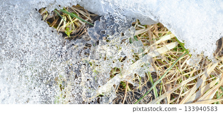 Melted snow mold on the lawn grass on the soil. Frame loose snow shiny ice transition from winter to spring background Melted snow mold on the lawn grass on the soil. Frame loose snow shiny ice transition from winter to spring background 133940583