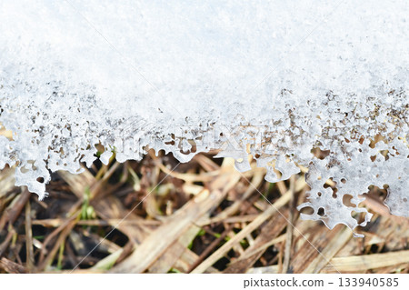 Melted snow mold on the spring lawn grass after winter on the soil. Winter frame loose snow shiny ice Melted snow mold on the spring lawn grass after winter on the soil. Winter frame loose snow shiny ice 133940585