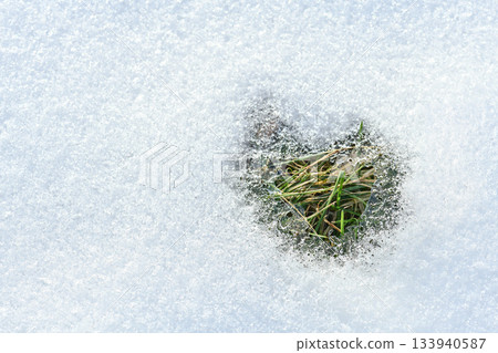 Melted snow mold on the spring lawn grass after winter on the soil. Winter frame loose snow shiny ice 133940587