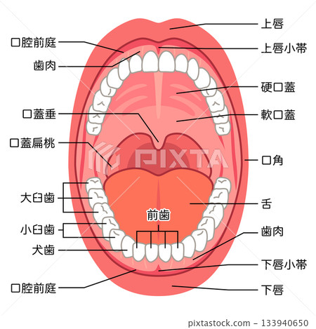 Inside the mouth: Oral cavity structure Inside the mouth: Oral cavity structure 133940650