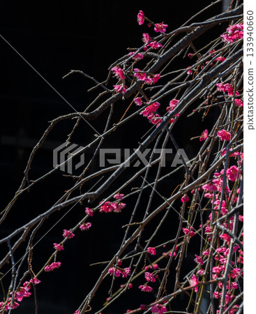 Red plum blossoms/Red plums 133940660