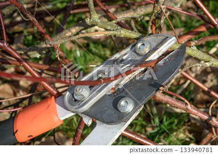 Pruning tree branches loppers stik closeup detailed view special gardening equipment knife embracing a tree branch springtime garden work Pruning tree branches loppers stik closeup detailed view special gardening equipment knife embracing a tree branch springtime garden work 133940781