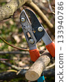 Pruning tree loppers stik closeup detailed view special gardening scissors equipment knife embracing a tree branch springtime garden work 133940786