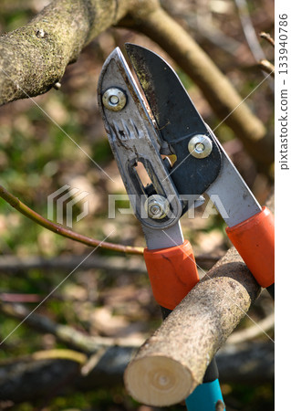 Pruning tree loppers stik closeup detailed view special gardening scissors equipment knife embracing a tree branch springtime garden work 133940786