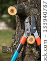Pruning tree loppers stik closeup detailed view special gardening scissors equipment knife embracing a tree branch springtime garden work 133940787