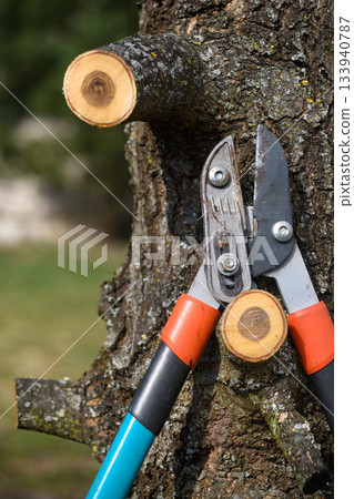 Pruning tree loppers stik closeup detailed view special gardening scissors equipment knife embracing a tree branch springtime garden work 133940787