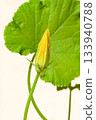 Tender squash zucchini vegetable marrow Flower plant against the background of leaves 133940788