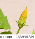 Tender squash zucchini vegetable marrow Flower plant against biege background 133940789