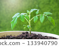 Young Tomato Plant Sprout in white Pot organic gardening Selective focus. 133940790