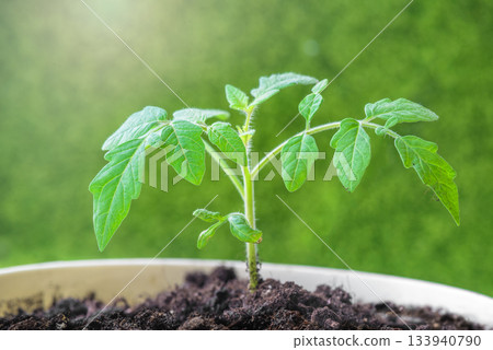 Young Tomato Plant Sprout in white Pot organic gardening Selective focus. 133940790