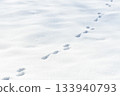 Animal tracks in snow. Tracks of a hare in a snow covered winter field 133940793
