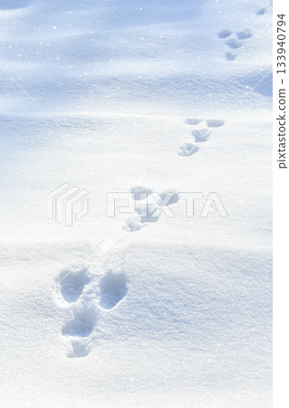Animal tracks in snow. Tracks of a hare in a snow covered winter field Animal tracks in snow. Tracks of a hare in a snow covered winter field 133940794