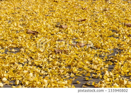 Ginkgo carpet Ginkgo carpet 133940802