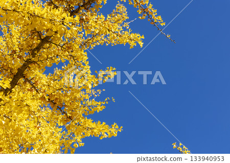 Autumn leaves of ginkgo biloba Autumn leaves of ginkgo biloba 133940953