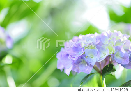 雨季的繡球花 133941009