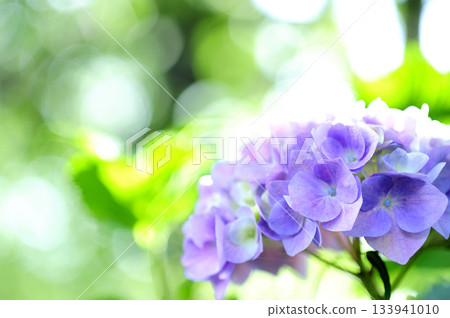 雨季的繡球花 雨季的繡球花 133941010