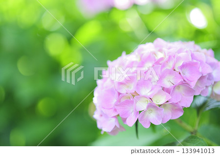 Hydrangea during the rainy season Hydrangea during the rainy season 133941013
