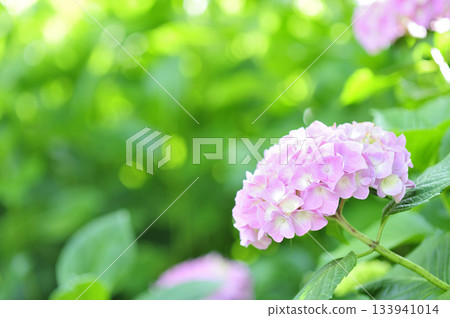 Hydrangea during the rainy season Hydrangea during the rainy season 133941014