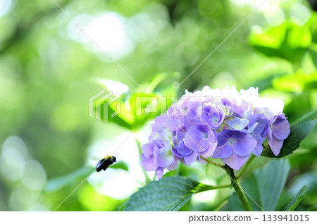 Hydrangea during the rainy season Hydrangea during the rainy season 133941015