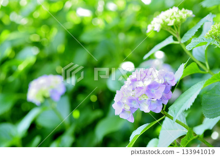 雨季的繡球花 雨季的繡球花 133941019