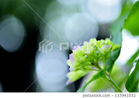 雨季的繡球花 133941032