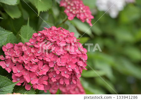紅色繡球花 紅色繡球花 133941286