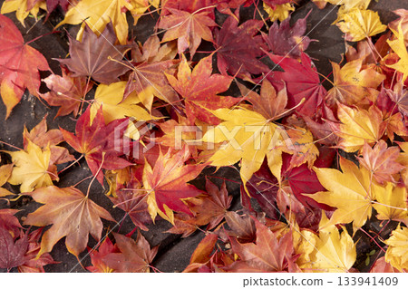 Fallen leaves  133941409