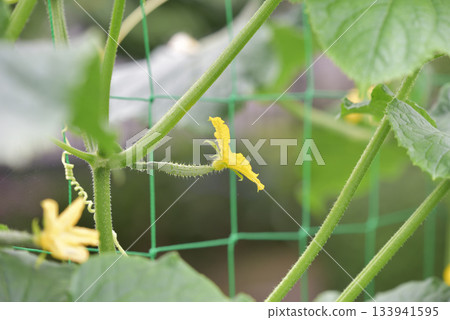 黃瓜雌花 黃瓜雌花 133941595