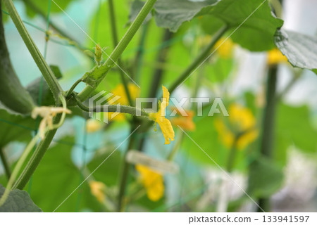 黃瓜雌花 黃瓜雌花 133941597