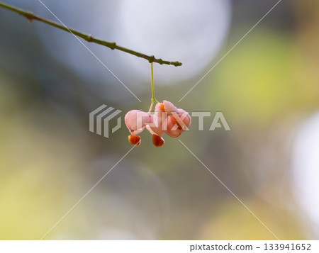 深秋時節，Mayumi 的果實裂開了。 133941652