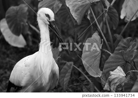Storks foraging in a lotus root field Storks foraging in a lotus root field 133941734