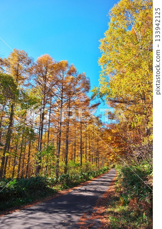 Mitake, Kiso Town, Kiso District: The sacred mountain line surrounded by beautiful autumn foliage Mitake, Kiso Town, Kiso District: The sacred mountain line surrounded by beautiful autumn foliage 133942125